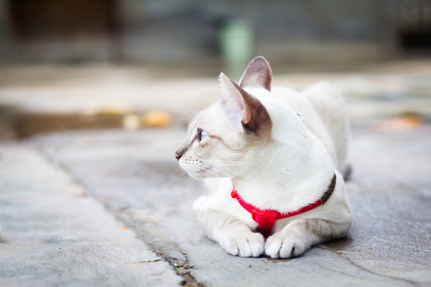 Білий кіт присідає на підлозі і дивиться на вулицю
  - Фото, зображення