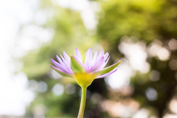 Lotus flower or water lily - Foto, Bild