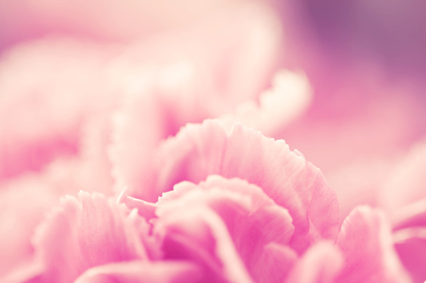 selektiver Fokus von süßen rosa Nelkenblüten aus nächster Nähe - Foto, Bild