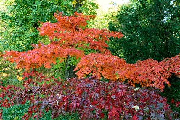 bunte Herbst-Ahornblätter am Baum - Foto, Bild