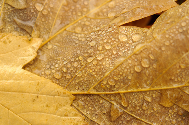 autumn leaves - Photo, Image