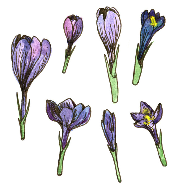 watercolor floral set - Photo, image