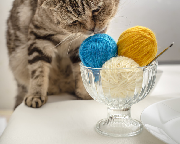 lustige Katze will mit einem Wollknäuel spielen, das wie ein Dessert liegt - Foto, Bild