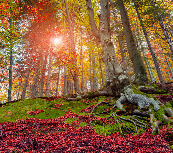 Цветные осенние деревья в лесу - Фото, изображение