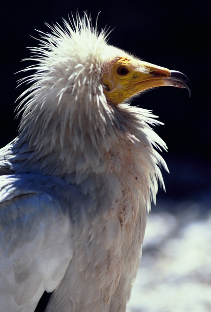 Avvoltoio
 - Foto, immagini
