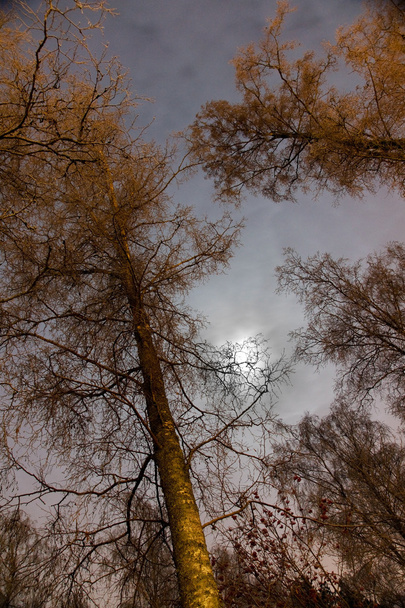 Treetops - Photo, Image