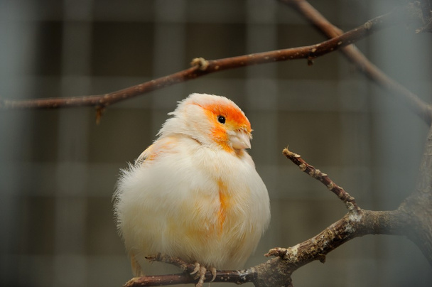 kanarek ptak - Zdjęcie, obraz
