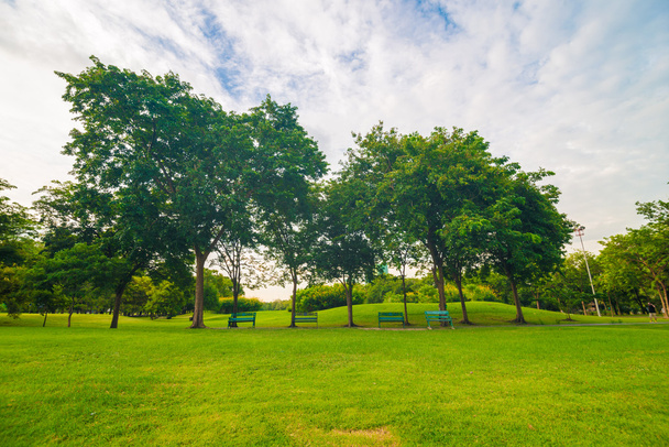 バンコクの公園フィールドの緑の芝生 - 写真・画像