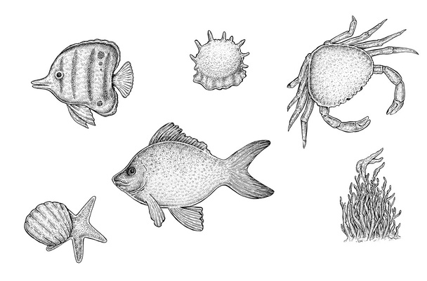 Set of hand drawn ink sea creatures - Photo, Image
