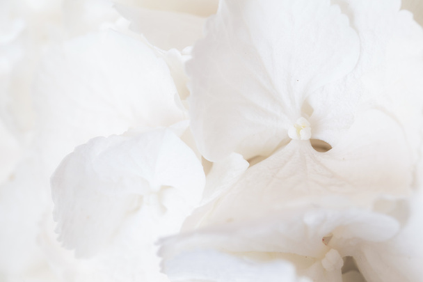 White Hydrangea flower - Fotoğraf, Görsel
