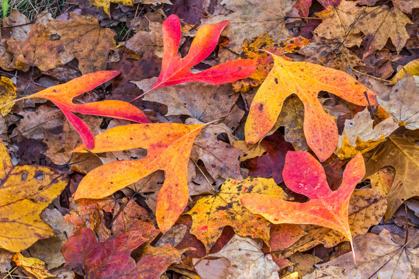 jesień leśnego runa - Zdjęcie, obraz