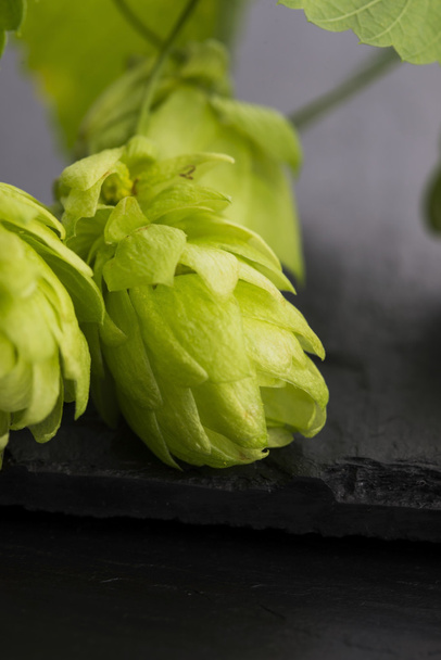 Fresh green hop cones - Fotoğraf, Görsel
