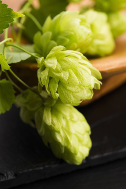 Fresh green hop cones - Photo, Image