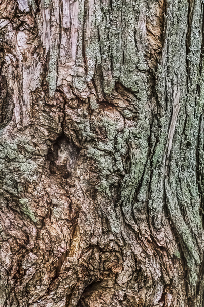 Eski kırık ağaç gövde kabuğu liken ve yosun kaplı yıpranmış - Fotoğraf, Görsel