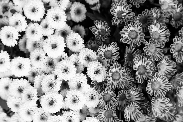 flowers as a background in black and white - Photo, Image