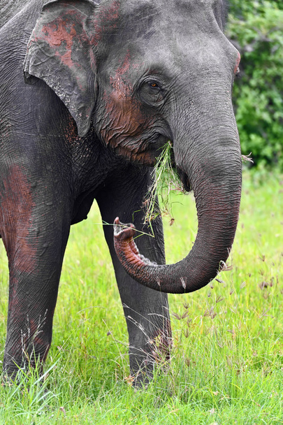Індійська слони
 - Фото, зображення