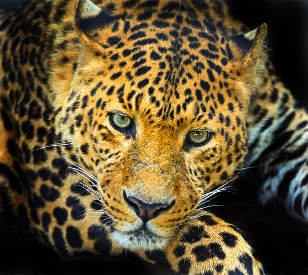 Wild Leopard - Foto, afbeelding