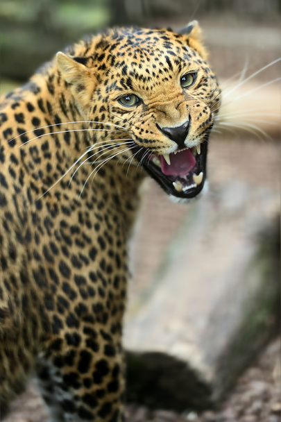 leopárd - Fotó, kép