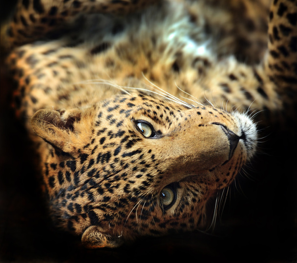 леопард
 - Фото, зображення