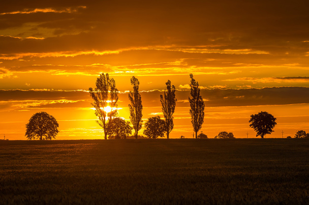Krajina s oranžové nebe nad podané a stromy - Fotografie, Obrázek