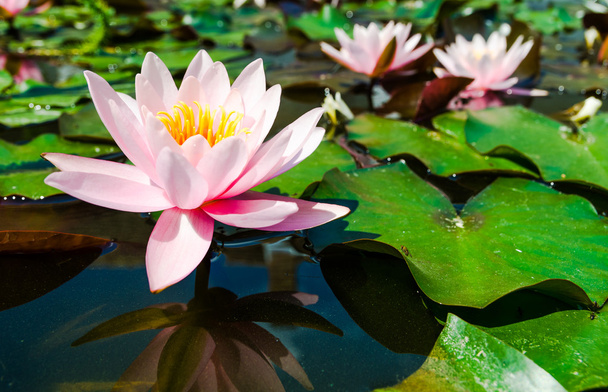 Pink lotus flowers - Φωτογραφία, εικόνα