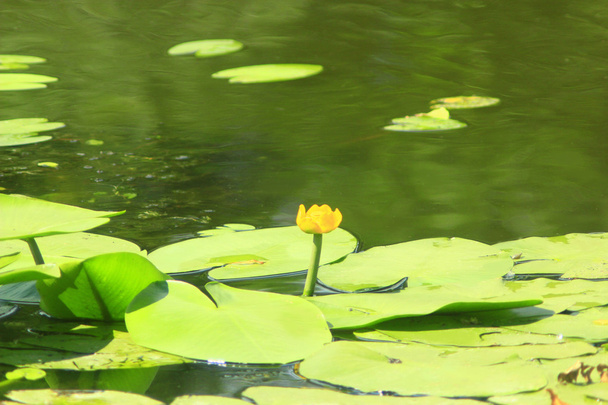 flor amarilla de Nuphar lutea
 - Foto, Imagen