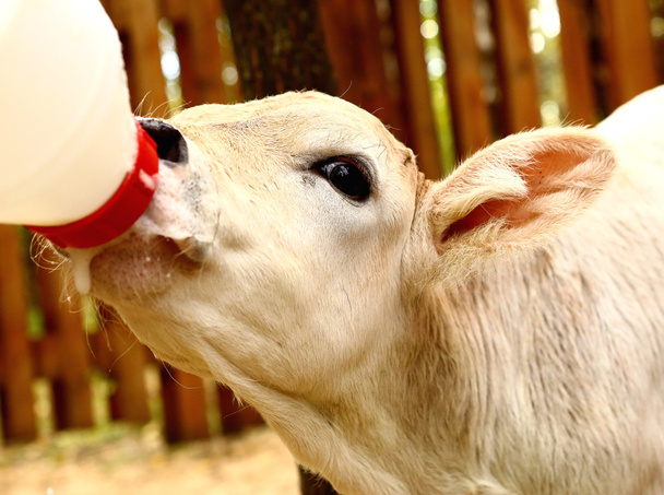 bílé tele pít mléko z bradavek bollte - Fotografie, Obrázek