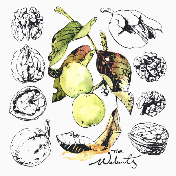 The Walnuts - Vector, Image
