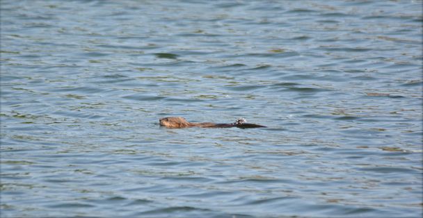 Göl yüzme Misk sıçanı - Fotoğraf, Görsel