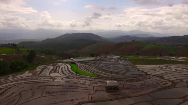 Aerial strzał ryżu pola w Chiang Mai, Tajlandia - Materiał filmowy, wideo