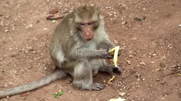 Macaco Rhesus come banana
 - Filmagem, Vídeo