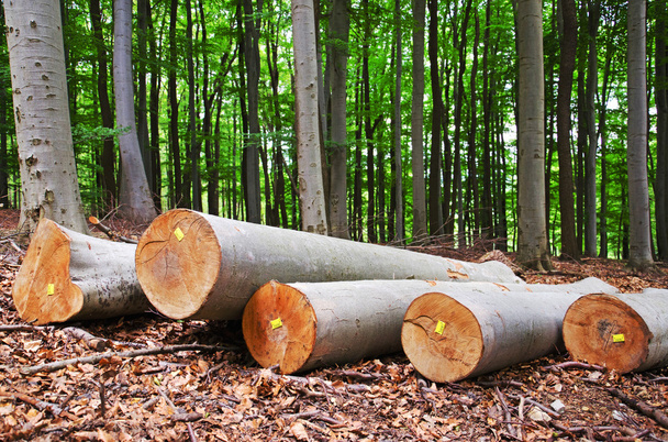 Wood logging in a forest - Photo, Image