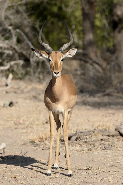 Impala, Aeplyceros melampus - Photo, Image