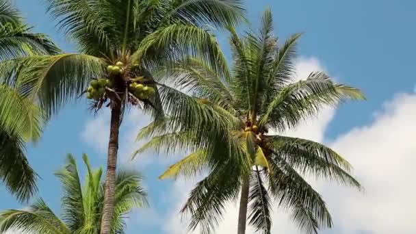 Coconut palms on the Koh Chang island - Footage, Video