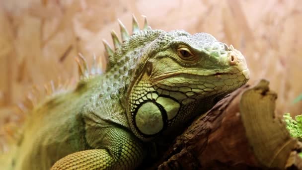 iguana verde nel terrario
 - Filmati, video