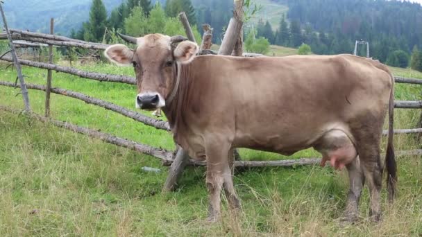 Melk koe op grasland - Video