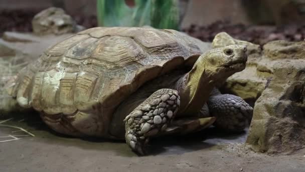 Turtle in zoological garden - Footage, Video