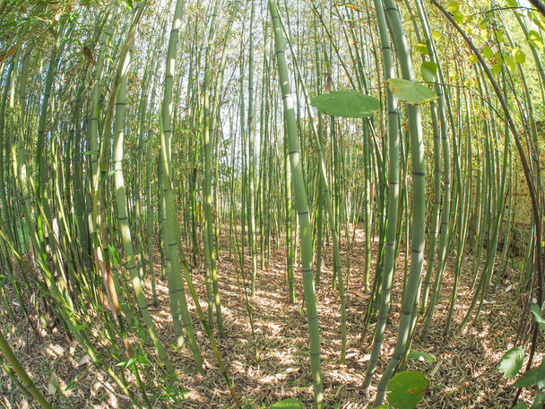 Bamboo tree - Photo, Image