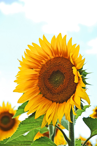Sunflower (Helianthus) - Photo, Image