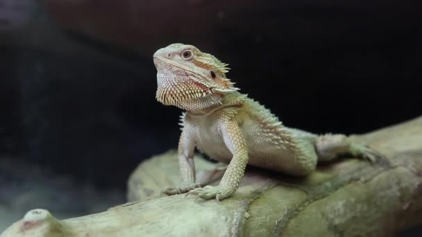 Australian dragon lizard - Footage, Video