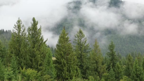 Köd tűlevelű fák között - Felvétel, videó