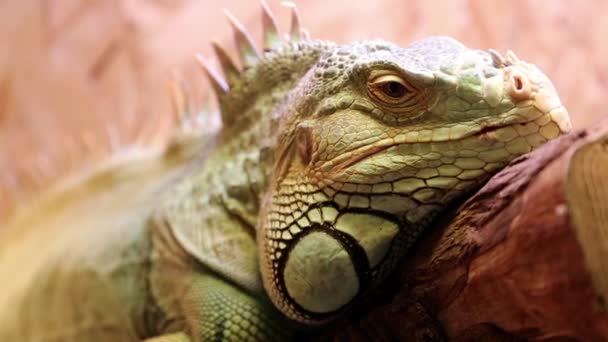 iguana verde em terrário
 - Filmagem, Vídeo