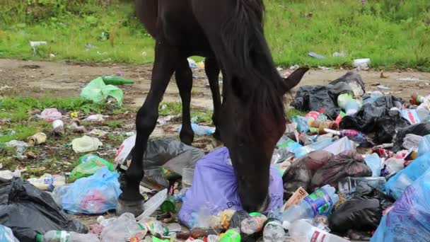 Schwarzes Pferd auf Müllkippe - Filmmaterial, Video