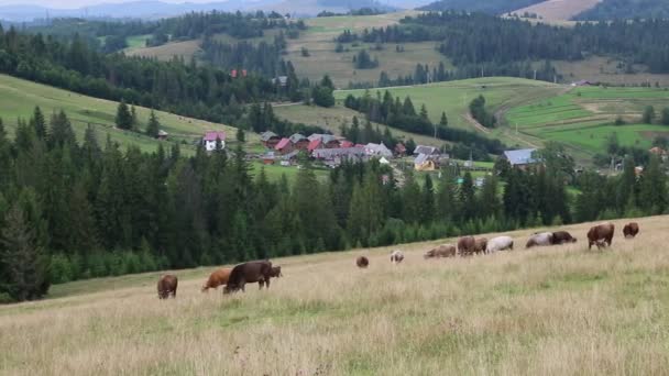 Krávy na pastvinách v Carpatians - Záběry, video