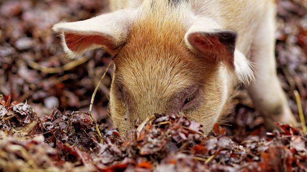 Buon maiale ruspante scavare attraverso foglie autunnali
 - Foto, immagini