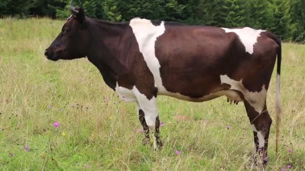 Fejés a tehén a réten - Felvétel, videó