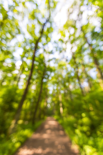 Abstract landscape of defocused summer forest - Photo, image