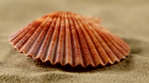 Sea shells with sand, close up, rotation - Footage, Video