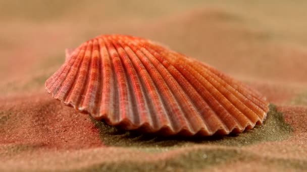 Concha do oceano na areia, luz rosa, close-up, rotação
 - Filmagem, Vídeo