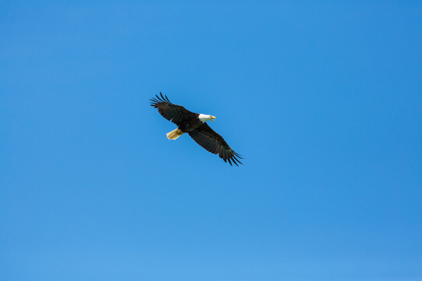 amerikanischer Weißkopfseeadler - Foto, Bild